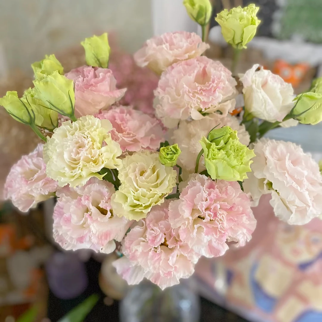 粉色洋桔梗一捆若干支