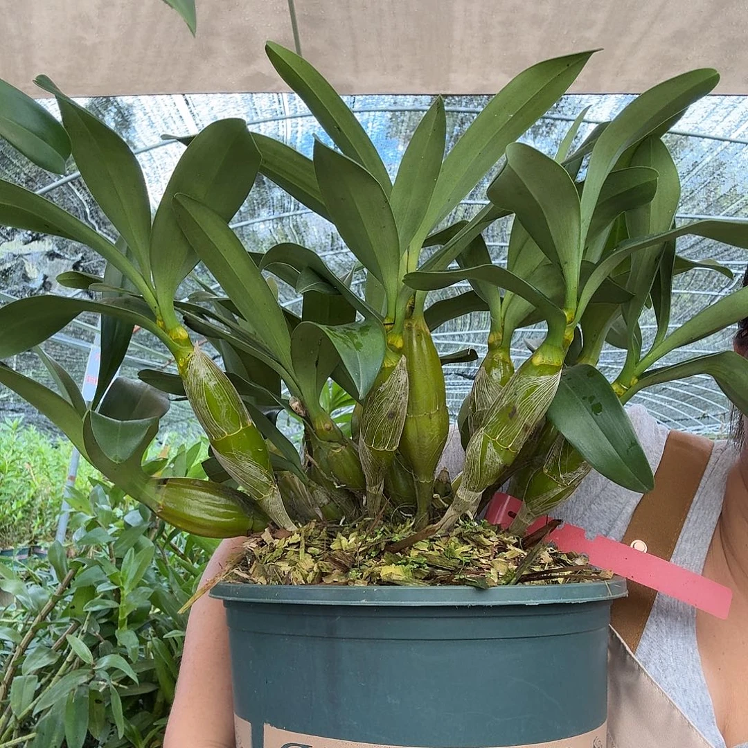 完全开放栗斑鼓槌