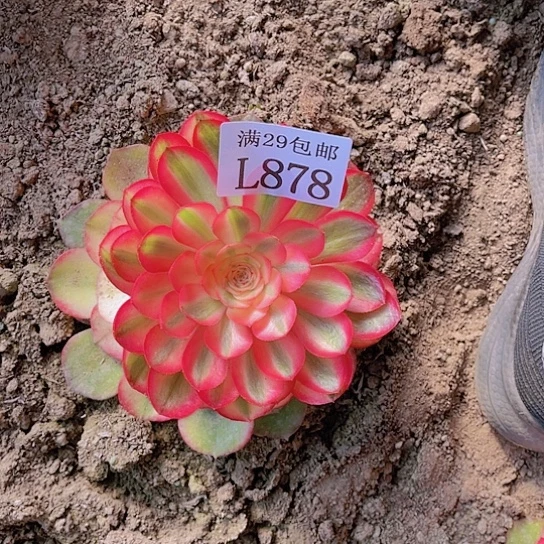 878荔枝多肉植物