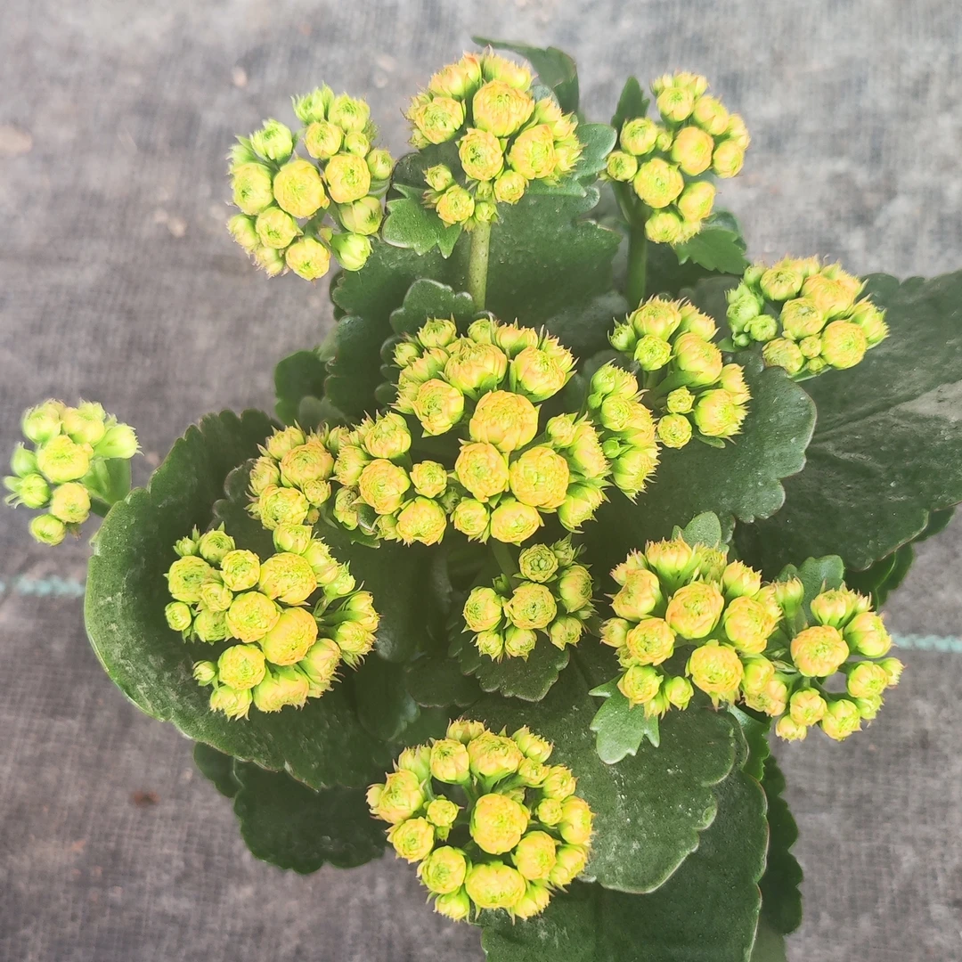 [玉凤凰]110盆  大花花期长，室内阳台盆栽