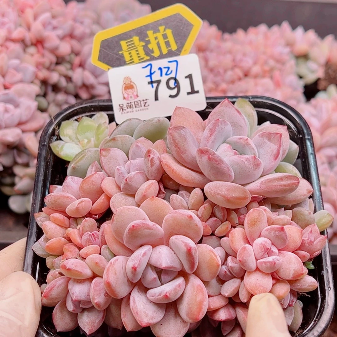 多肉植物多肉植物