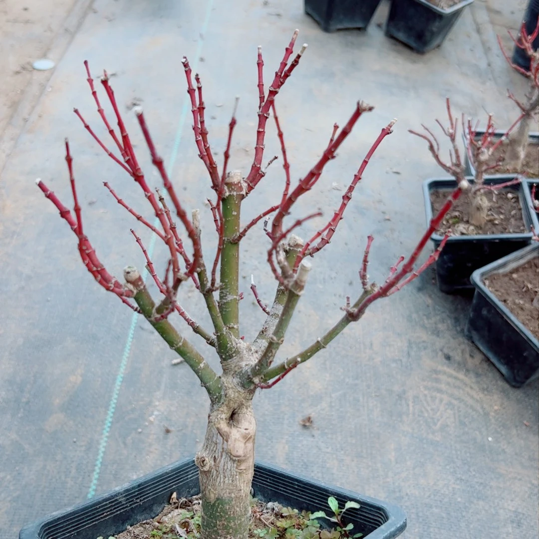 用****4枫树枫树等等