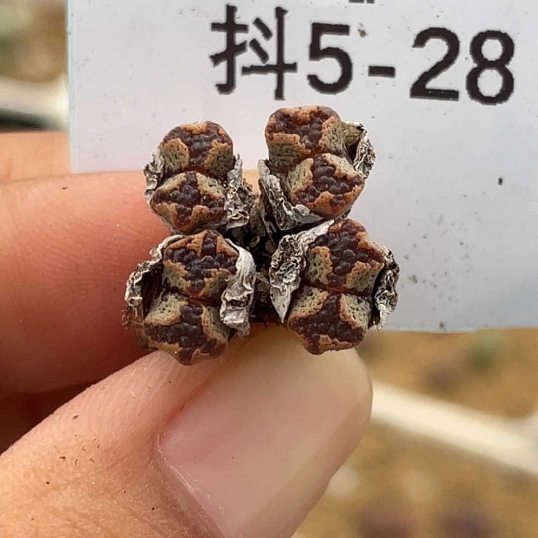 5-28超碟多肉植物