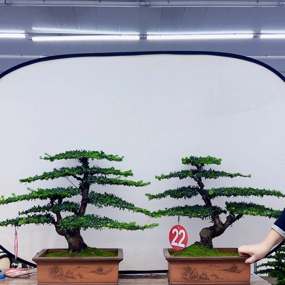 无花朵罗汉松盆景艺术作品
