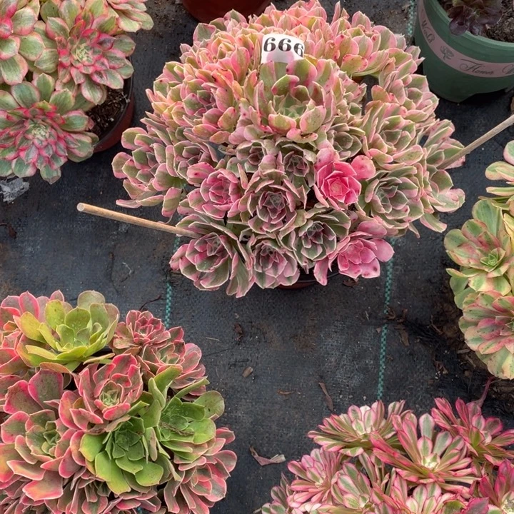 666号精品法师粉女郎