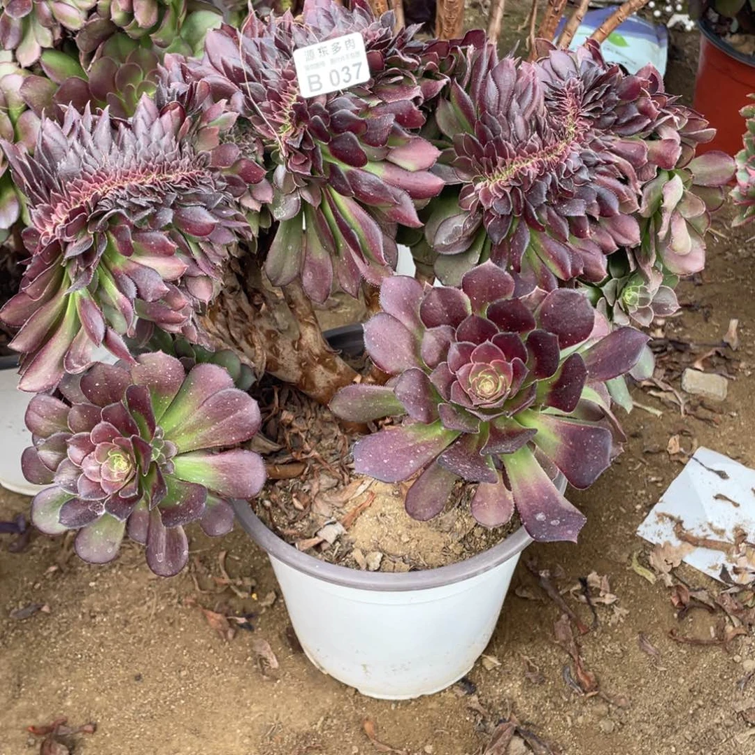 037荷兰多肉法师断枝不包