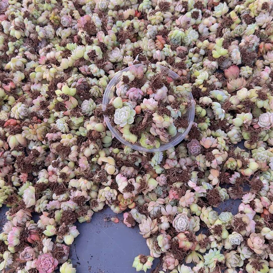 饭盒小苗保底50颗