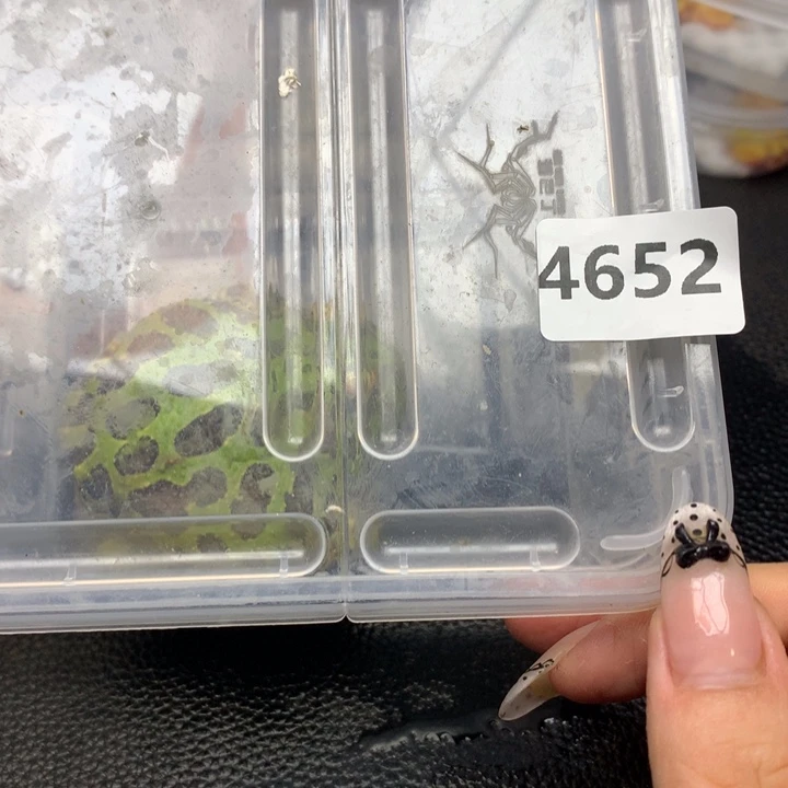 超***）角蛙4652绿钟角蛙
