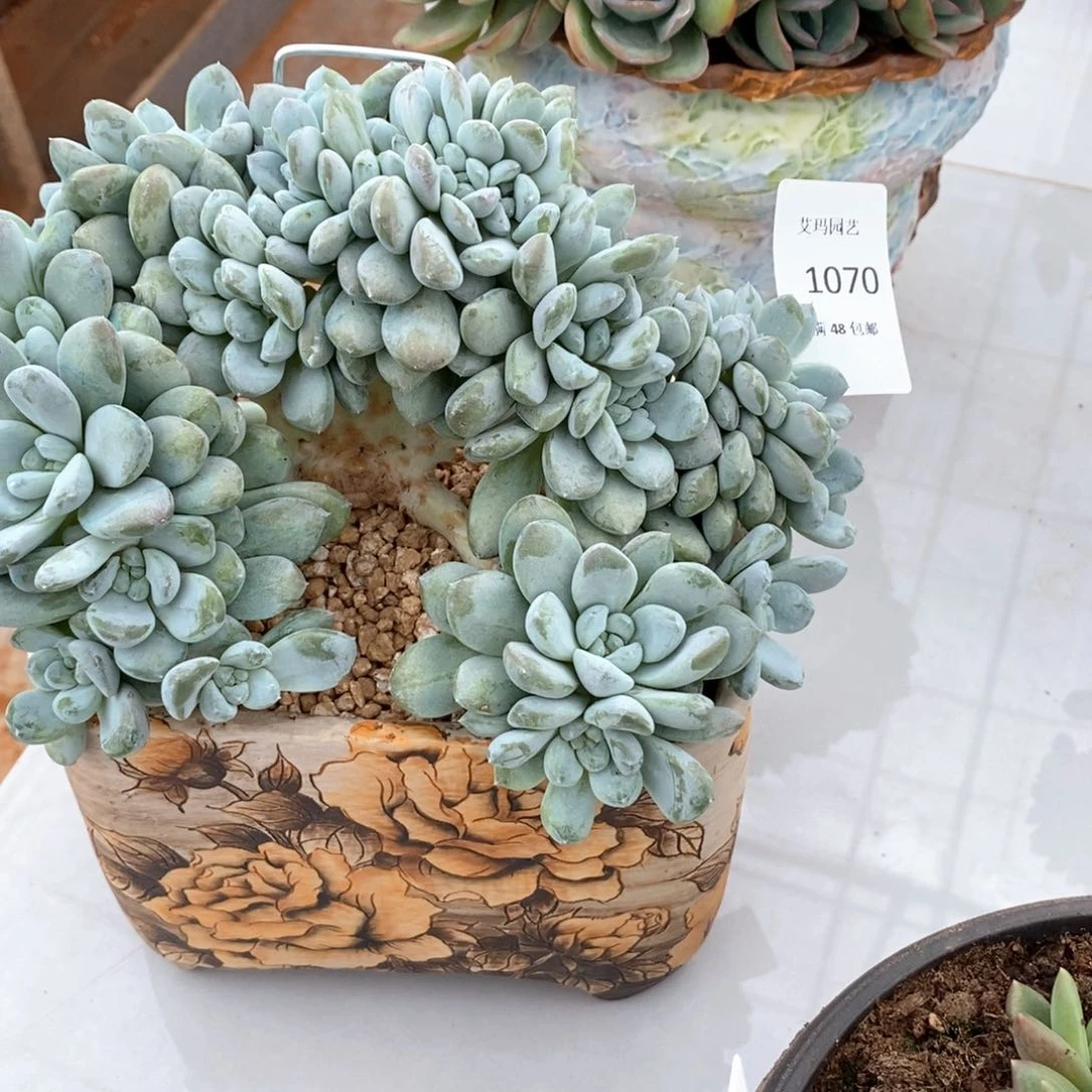 考***豆菩提子缀化多肉多肉070