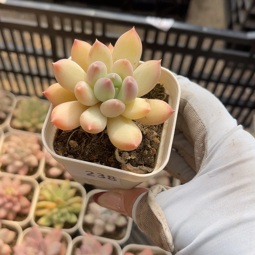 大*o238。   111111111