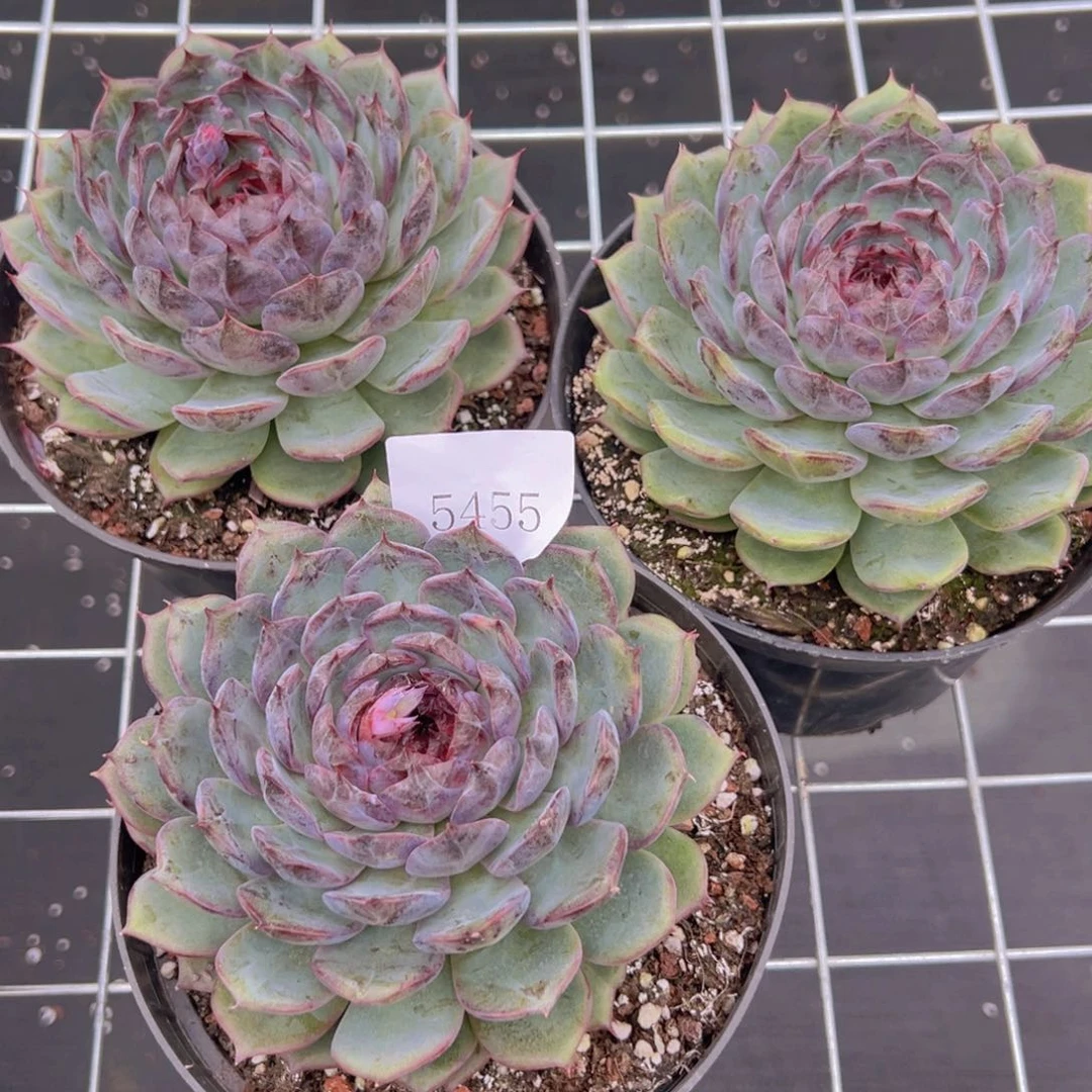 5455蓝色妖姬肉肉肉肉