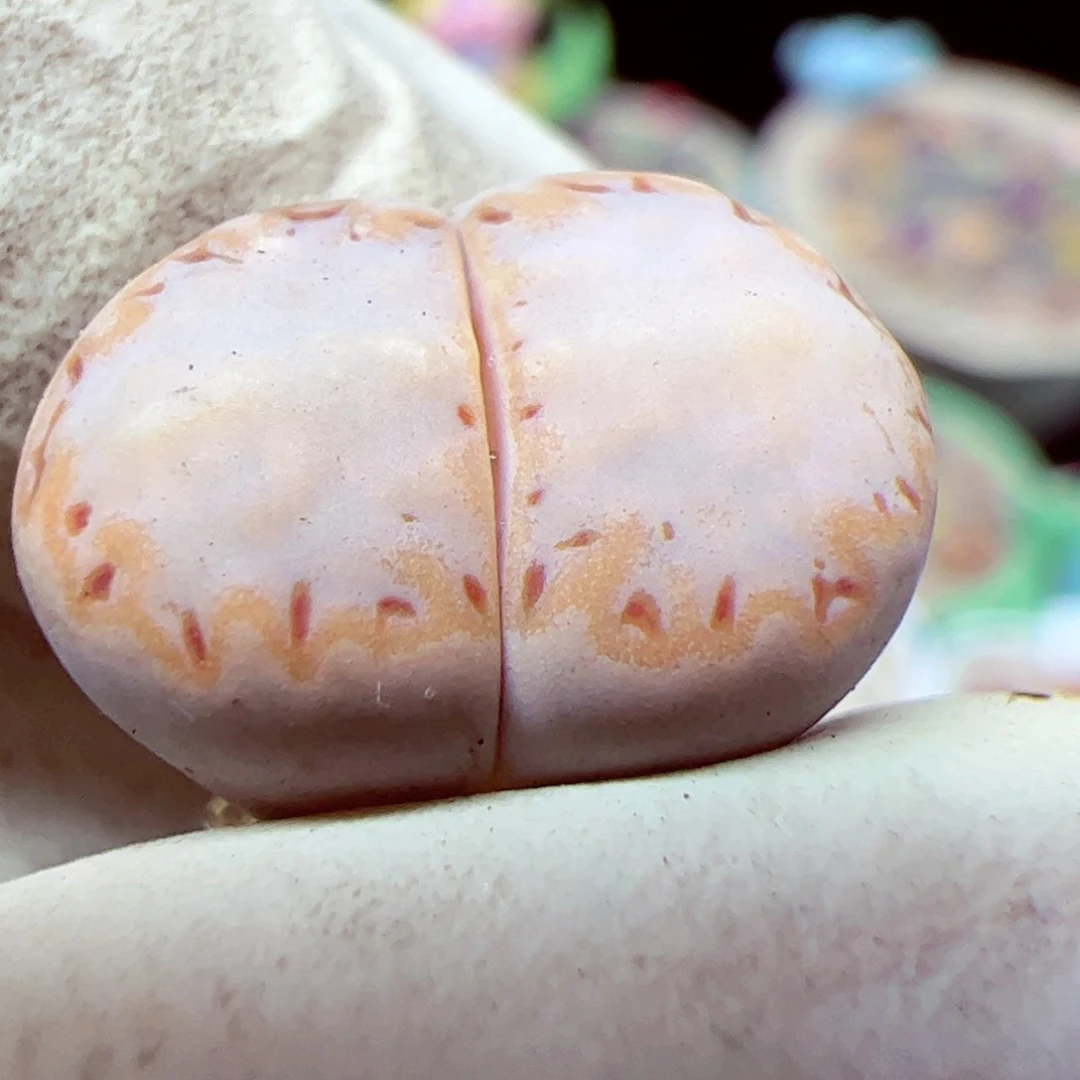 115 优秀的肉肉82