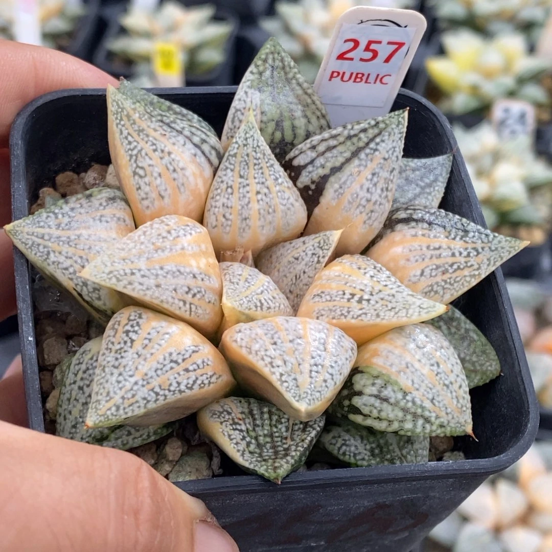 257号实生糊斑白银锦