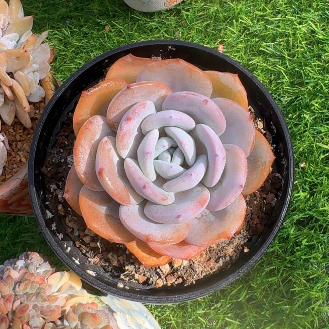 奶茶大单头多肉植物