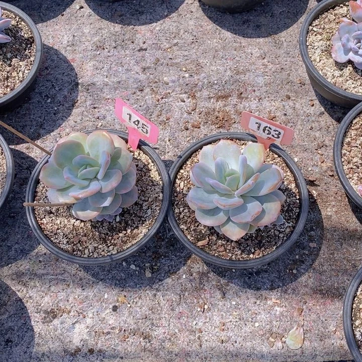 茉***啦145 163号多肉植物2颗