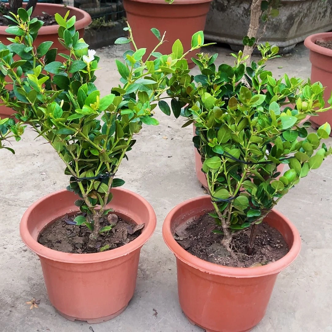 聪***哥完全开放果树88888888