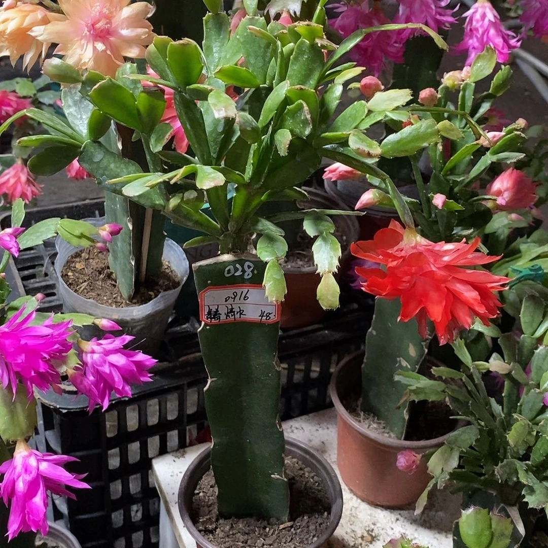 情***水无花朵028（情水）48