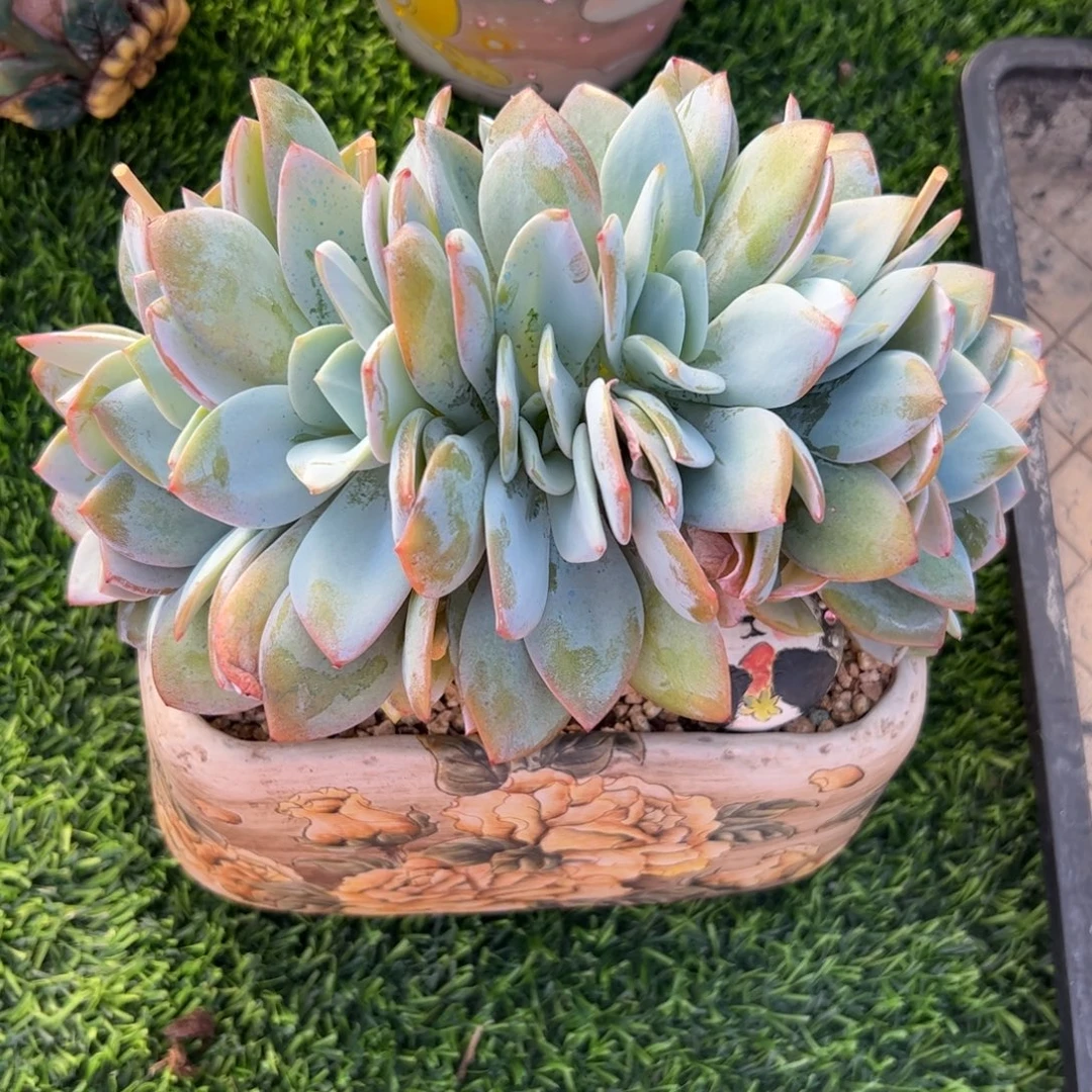 丫***丫抹茶朵朵多肉植物