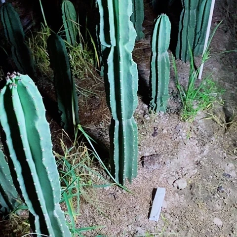 95公分左右脱土发货象腿量天尺