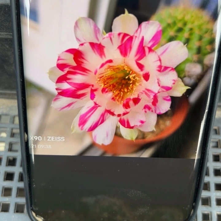 15丽花德三歪无根侧芽2公分左右20包邮