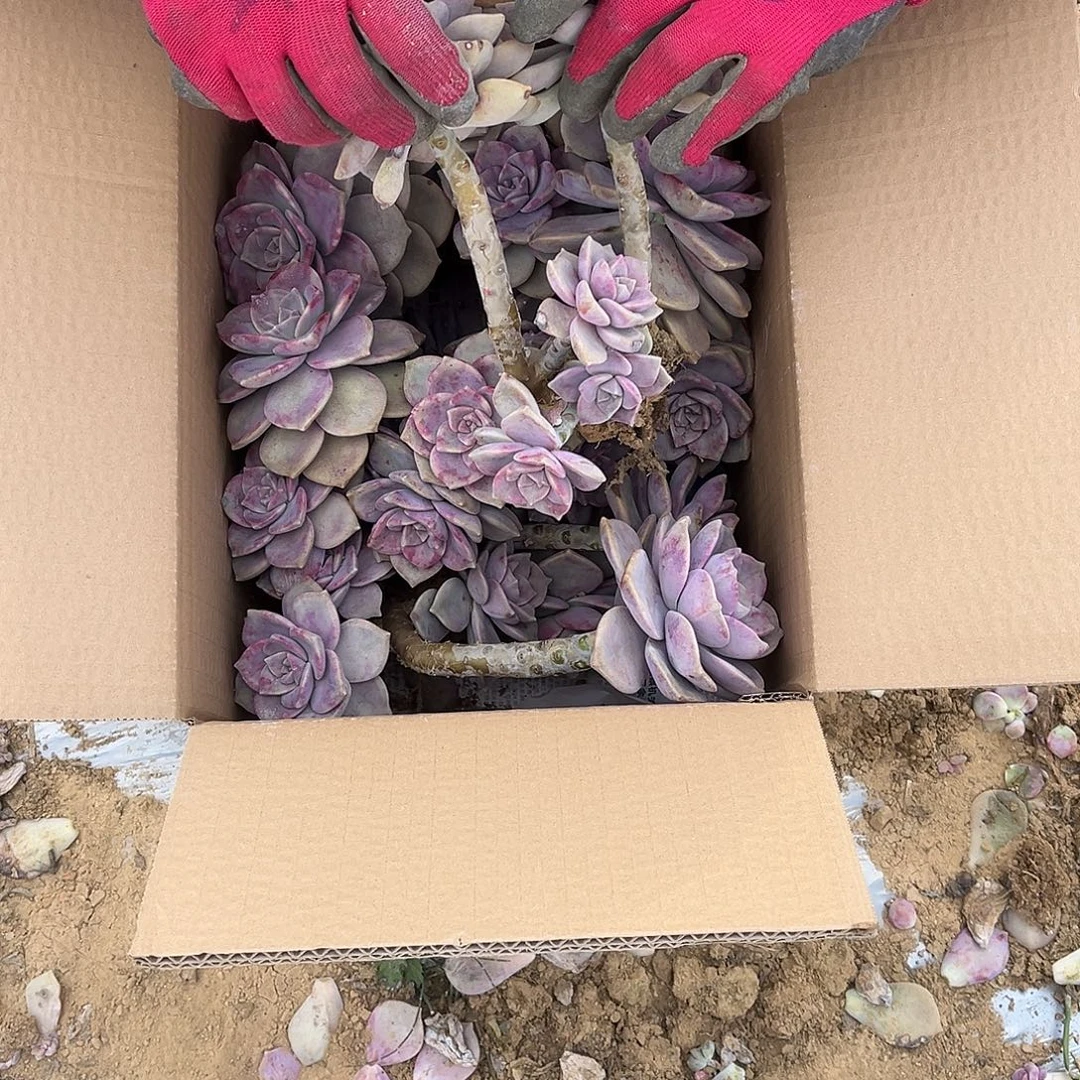 舞***活32号紫乐断枝断头不售后