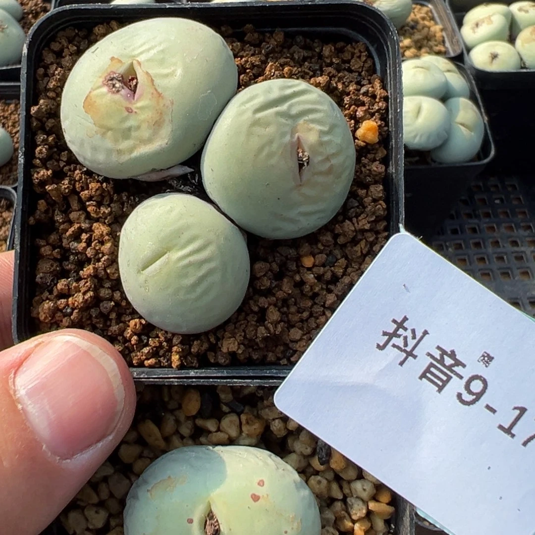琳**宝9-17肉锥多肉植物