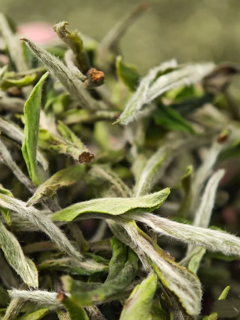 春茶开售2025年福鼎白茶管阳高山首采牡丹王明前春茶