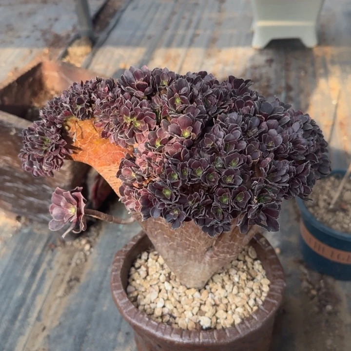 欧紫法师特特法师118