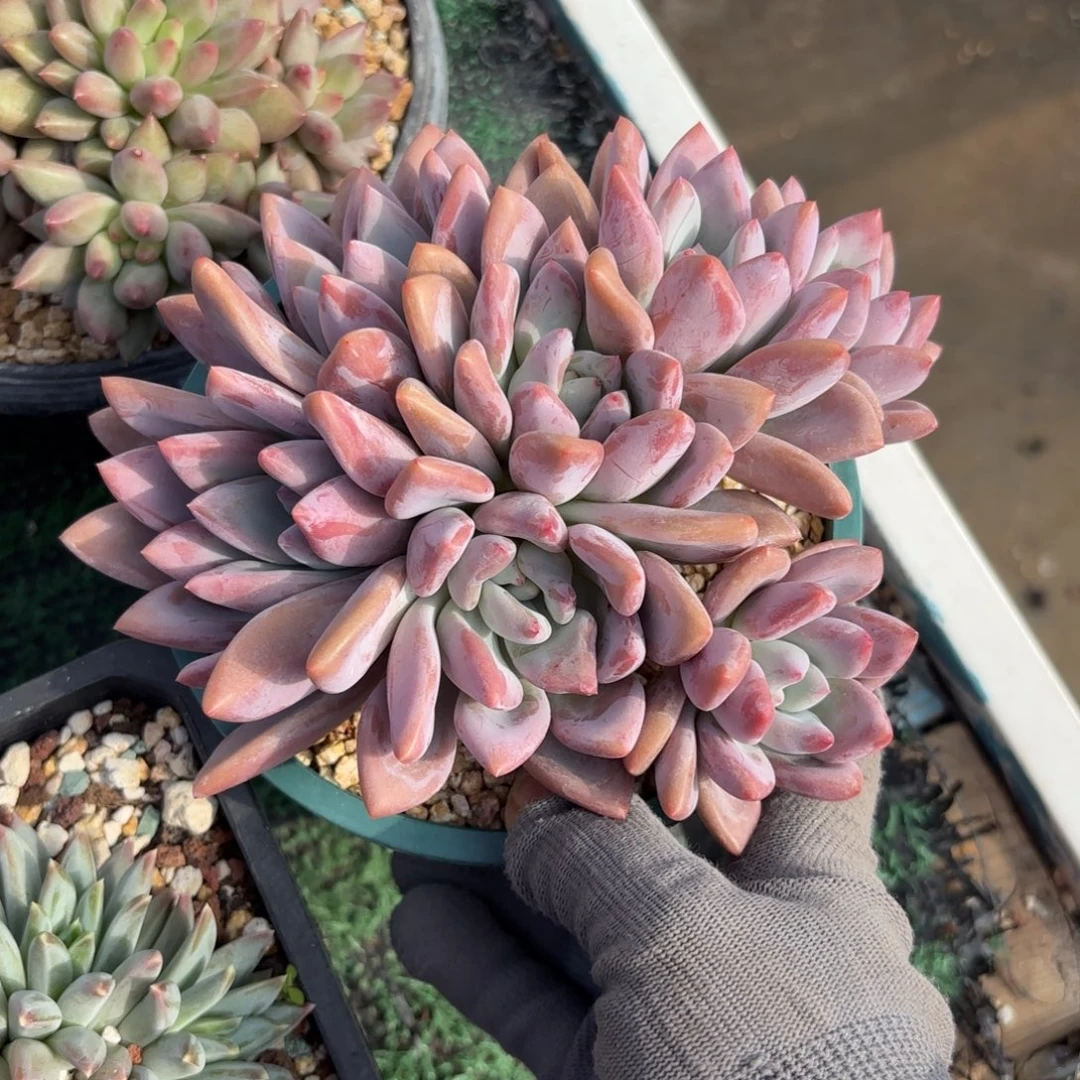 奥普88888889898多肉