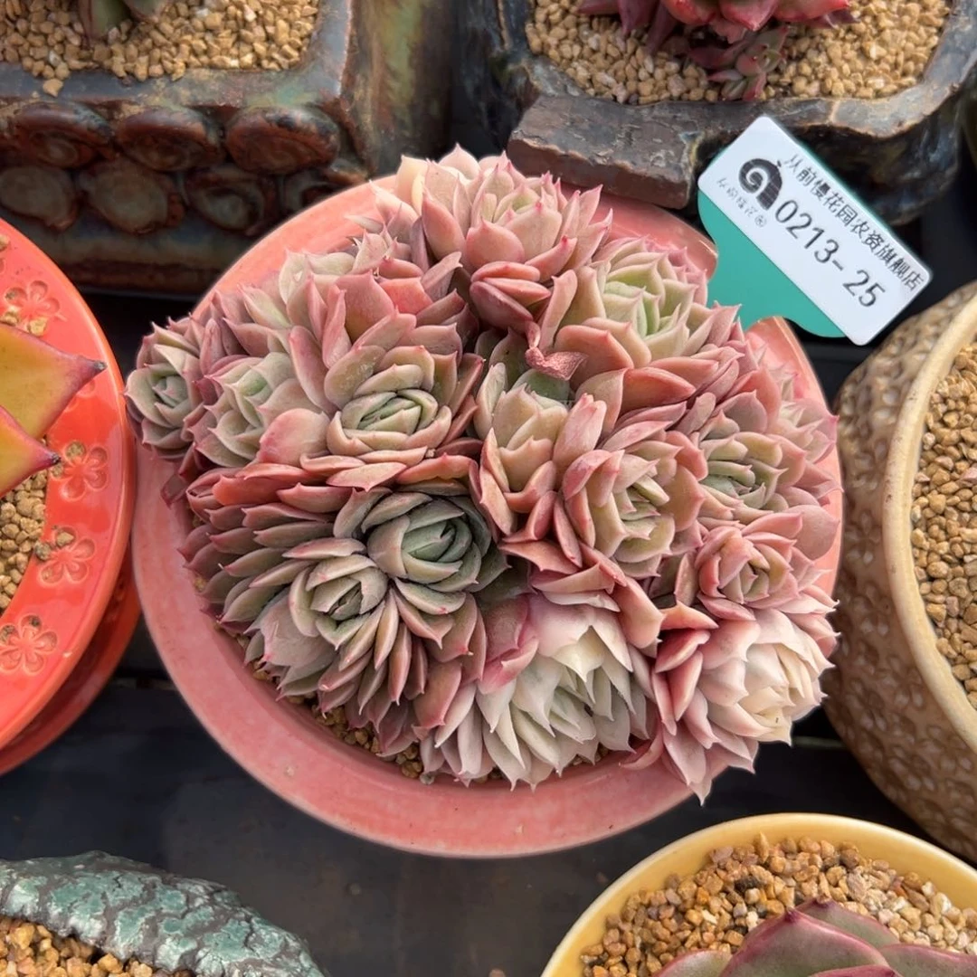 多肉一物一拍0213-25