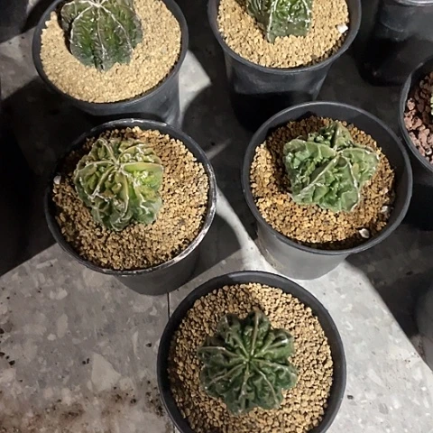 实生核桃年前福利