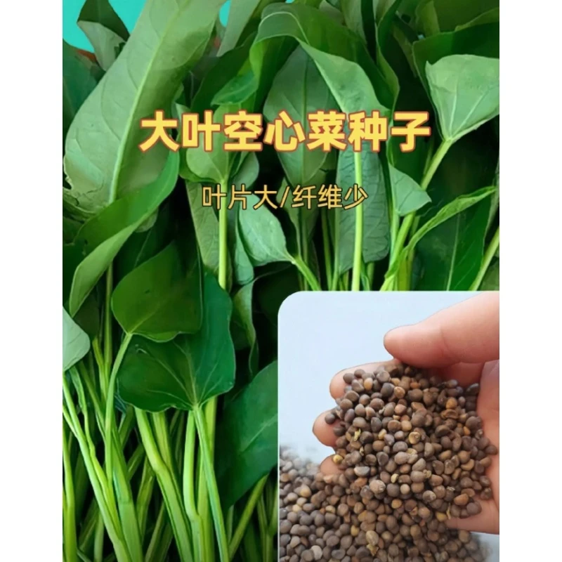 满3包 包邮 046大叶空心菜种子叶片大