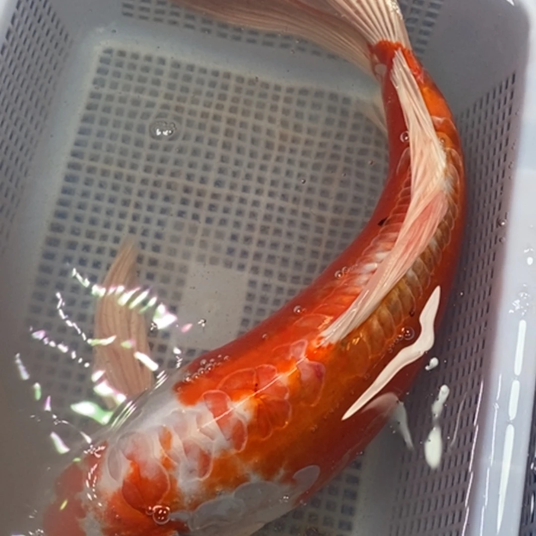 锦鲤锦鲤（无开箱视频不售后）