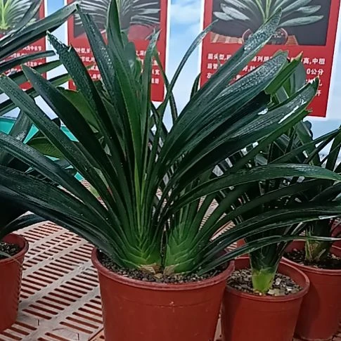 矿***水