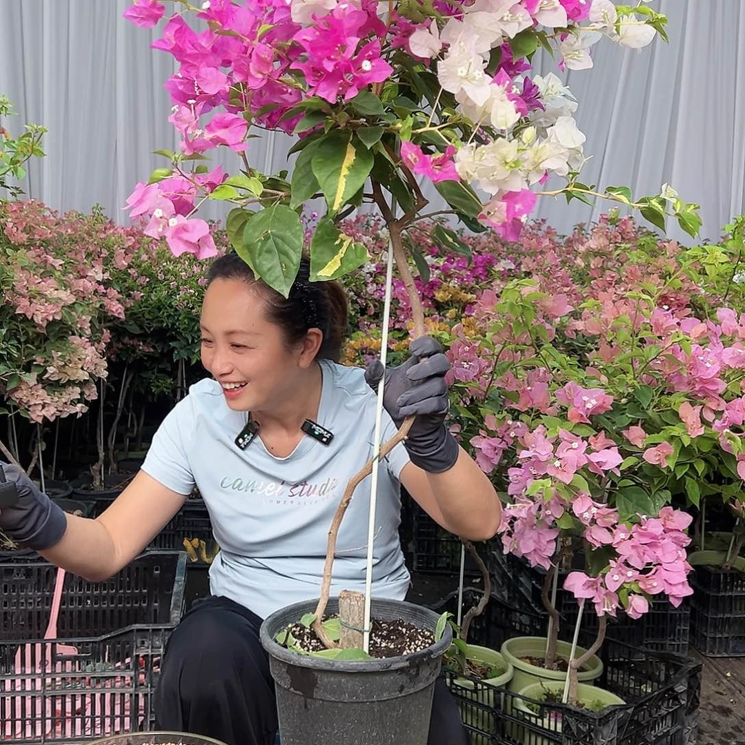 火***狐当前无花栽培后可以开花L23金心双色