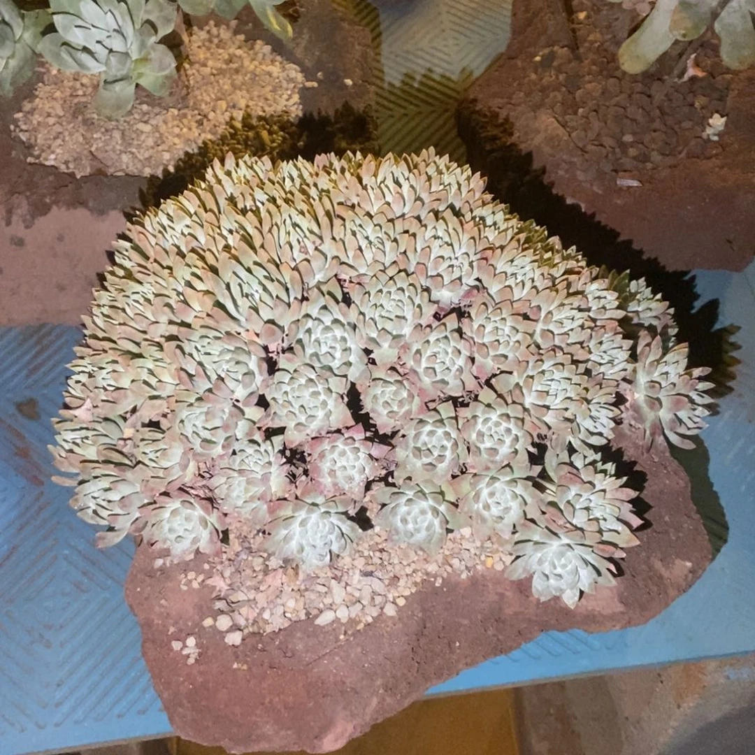 白雪多肉植物啦啦啦