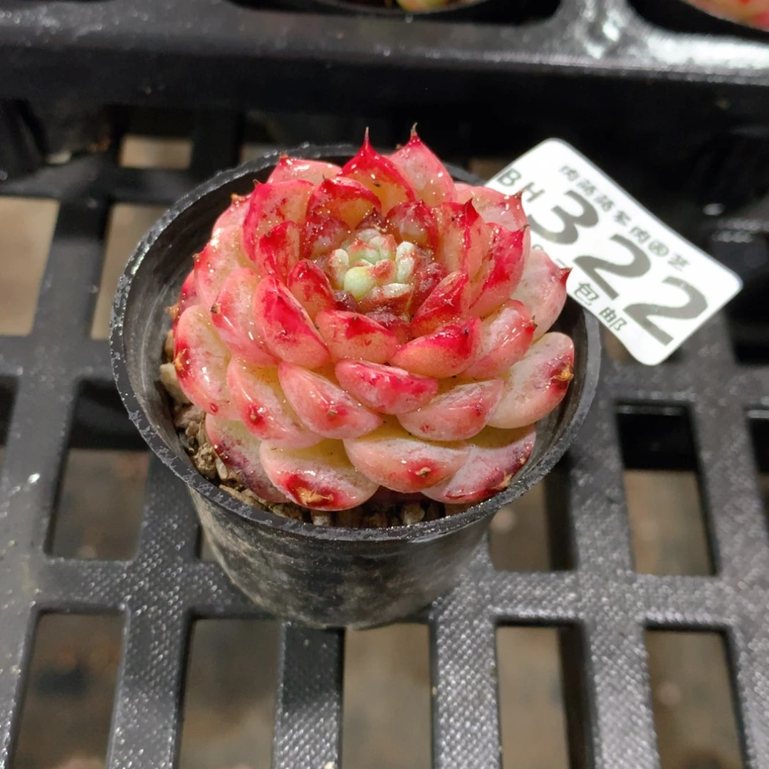 肉萌萌5cm拇指盆精控多肉BH322