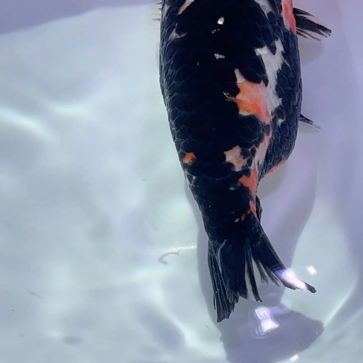 未***.海水鱼兰寿金鱼兰寿金鱼