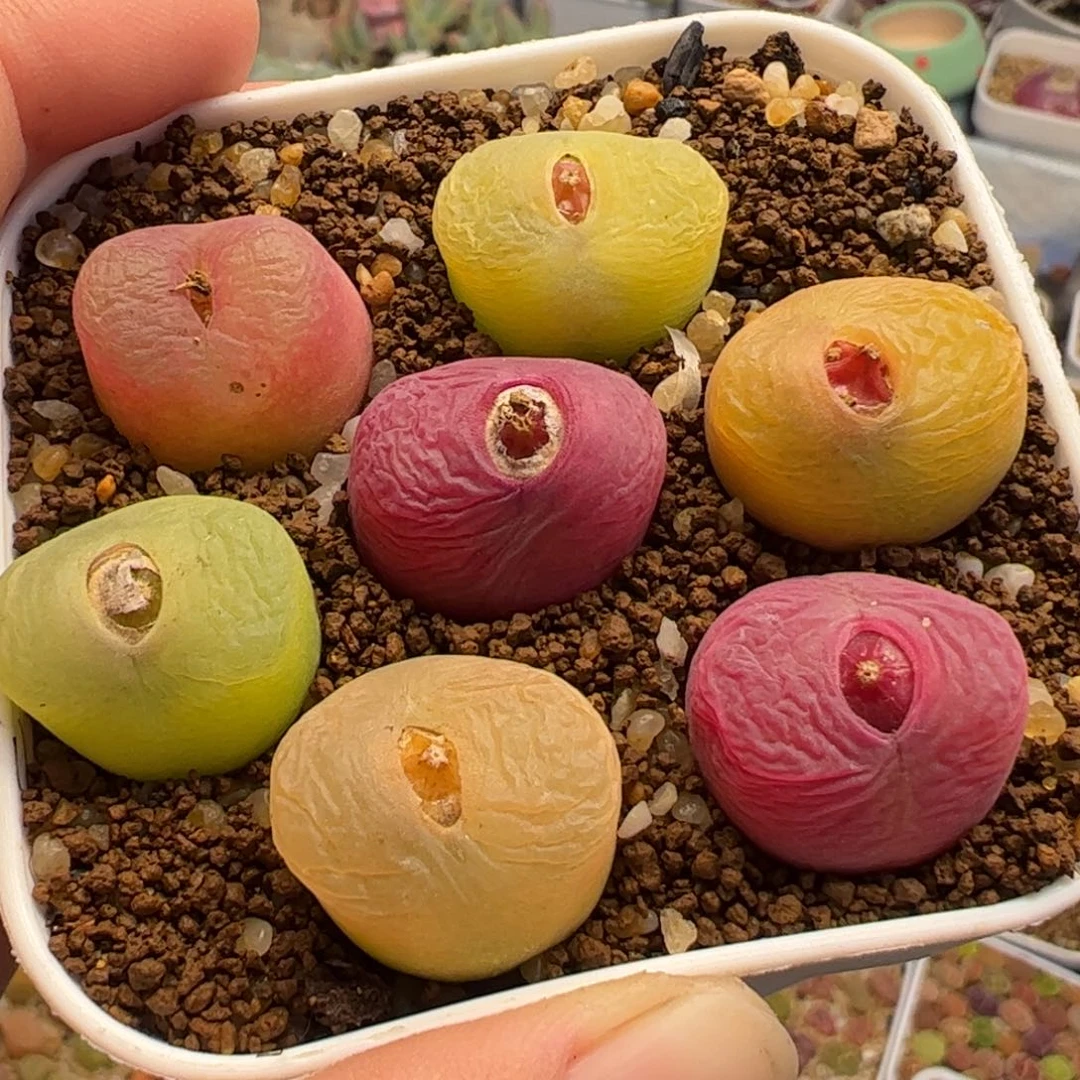 552多肉植物百科