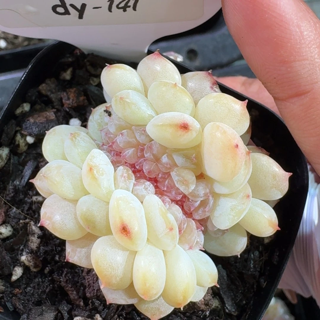 0131-0141-荔枝缀一颗