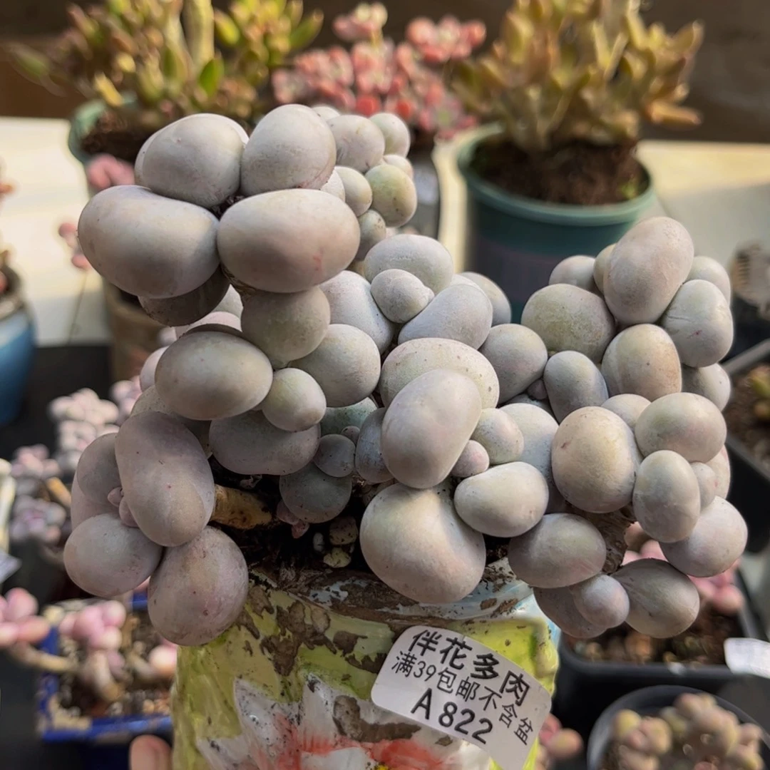 822/10cm芭比奶酪多肉植物