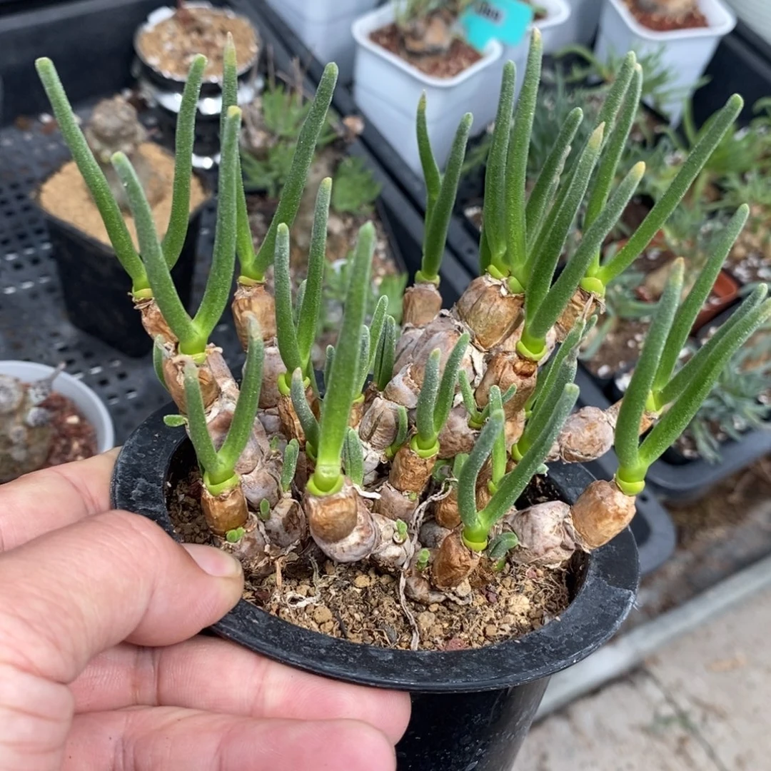 碧光环小兔子一个