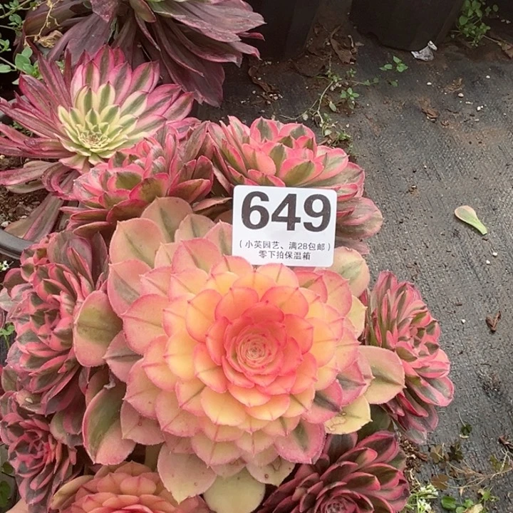 649多肉植物海神