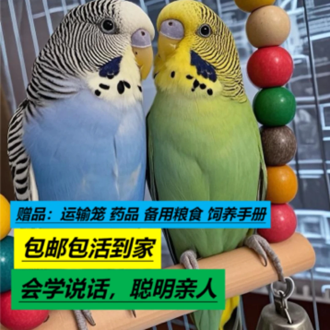 虎皮鹦鹉活鸟活体断奶家养小宠物会学说话的小鹦鹉活鸟