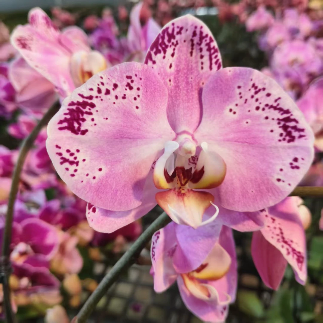 蝴蝶兰【夏日舞娘】梦幻浪漫室内高端花卉绿植