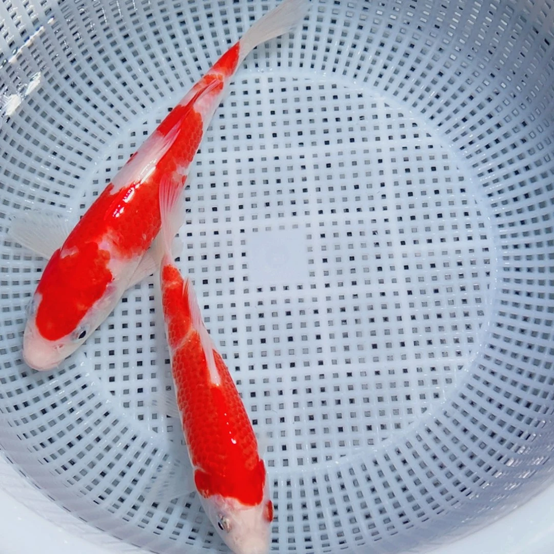 锦鲤锦鲤观赏鱼1111