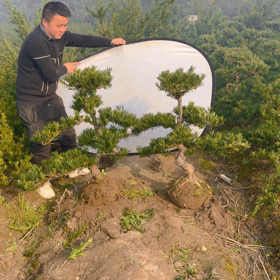 千****P罗汉松盆景松树