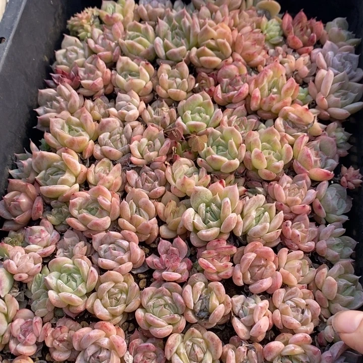 52 多肉植物盆栽花卉