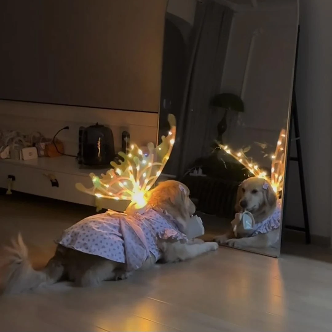 宠物狗狗蝴蝶翅膀电动发光可煽动胸背装饰品大型犬金毛边牧配饰