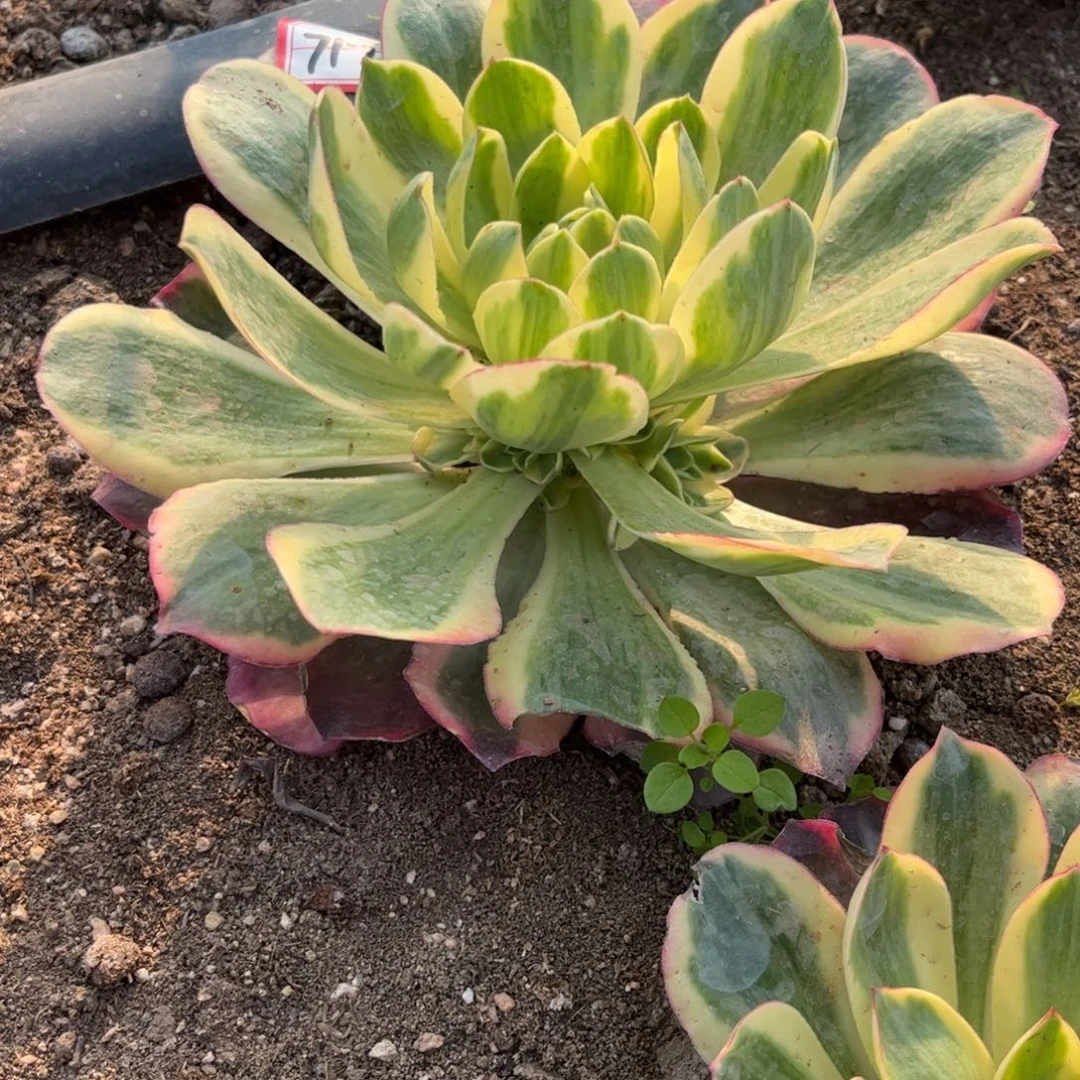 712多肉植物如意一圈头